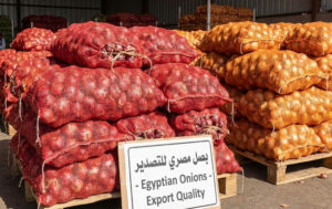 Fresh Egyptian Onions (Red & Golden) – Export Quality