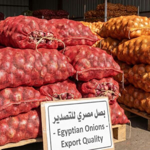 Fresh Egyptian Onions (Red & Golden) – Export Quality