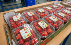 Fresh Egyptian Strawberries (Festival, Fortuna) – Premium Class 1
