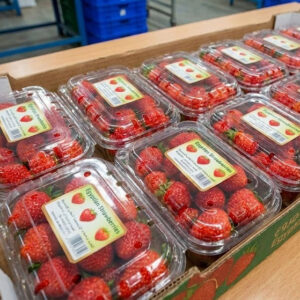 Fresh Egyptian Strawberries