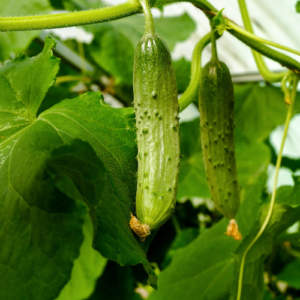 Cucumber
