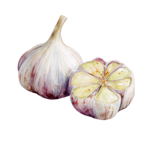Garlic