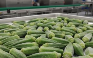 IQF Okra